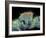 Jumping Spider, SEM-Susumu Nishinaga-Framed Photographic Print