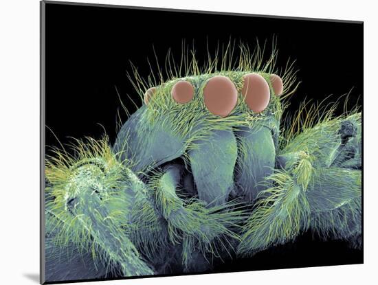 Jumping Spider, SEM-Susumu Nishinaga-Mounted Photographic Print