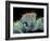 Jumping Spider, SEM-Susumu Nishinaga-Framed Photographic Print