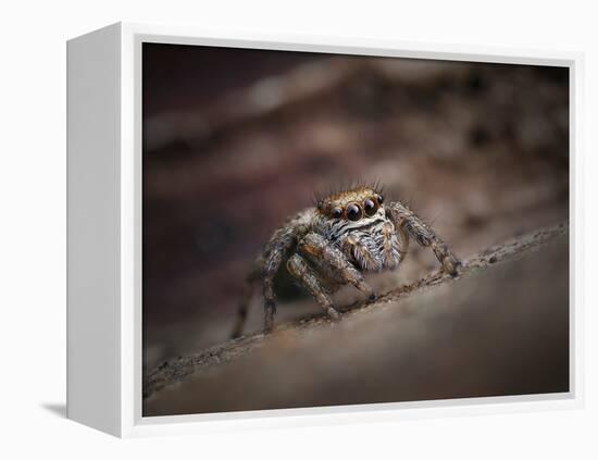 Jumping spider waiting in curl of Oak leaf, UK-Andy Sands-Framed Premier Image Canvas