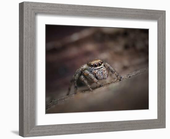 Jumping spider waiting in curl of Oak leaf, UK-Andy Sands-Framed Photographic Print