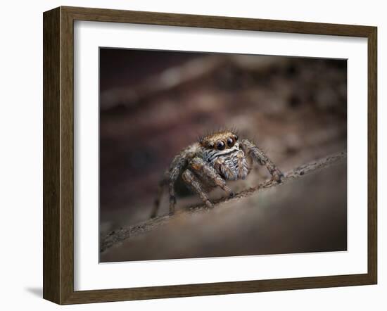 Jumping spider waiting in curl of Oak leaf, UK-Andy Sands-Framed Photographic Print