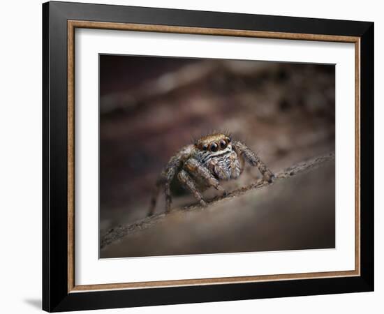 Jumping spider waiting in curl of Oak leaf, UK-Andy Sands-Framed Photographic Print