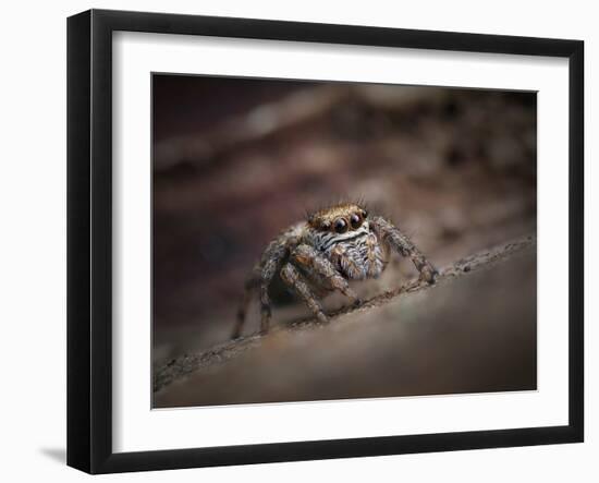 Jumping spider waiting in curl of Oak leaf, UK-Andy Sands-Framed Photographic Print