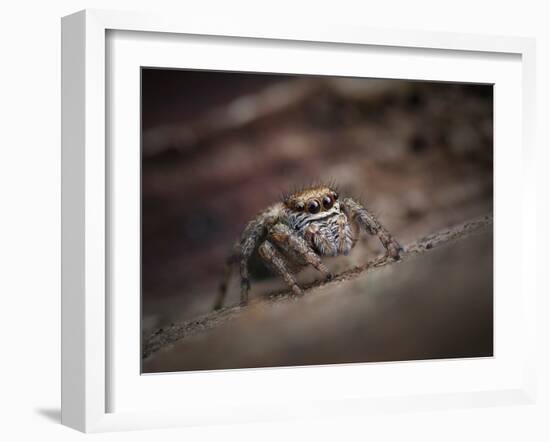 Jumping spider waiting in curl of Oak leaf, UK-Andy Sands-Framed Photographic Print