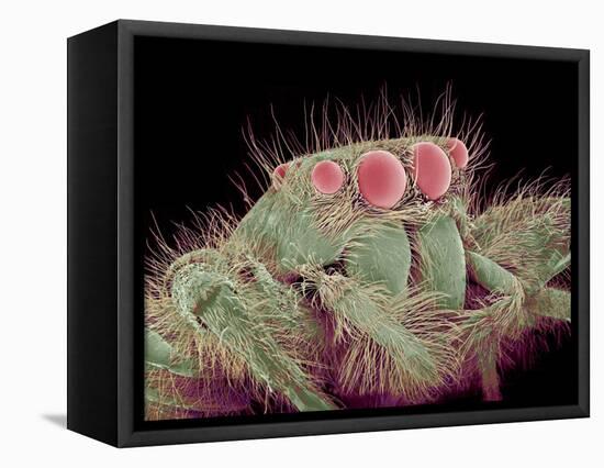 Jumping spider-Micro Discovery-Framed Premier Image Canvas