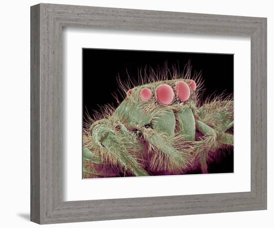 Jumping spider-Micro Discovery-Framed Photographic Print