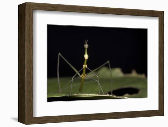 Jumping Stick Insect Female, Yasuni NP, Amazon Rainforest, Ecuador-Pete Oxford-Framed Photographic Print