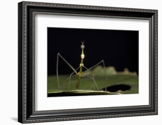 Jumping Stick Insect Female, Yasuni NP, Amazon Rainforest, Ecuador-Pete Oxford-Framed Photographic Print