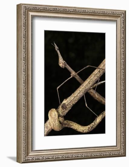 Jumping Stick Insect, Yasuni NP, Amazon Rainforest, Ecuador-Pete Oxford-Framed Photographic Print