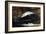 Jumping Trout-Winslow Homer-Framed Giclee Print