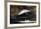 Jumping Trout-Winslow Homer-Framed Giclee Print