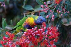 Rainbow Lorikeet Eating the Nectar from Red-Flowering Gums-Jun Zhang-Framed Premier Image Canvas