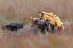 Wildebeest in Crossing-Jun Zuo-Framed Premier Image Canvas