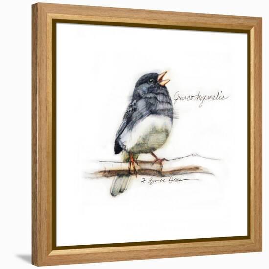 JUNCO #2-BRUCE DEAN-Framed Stretched Canvas