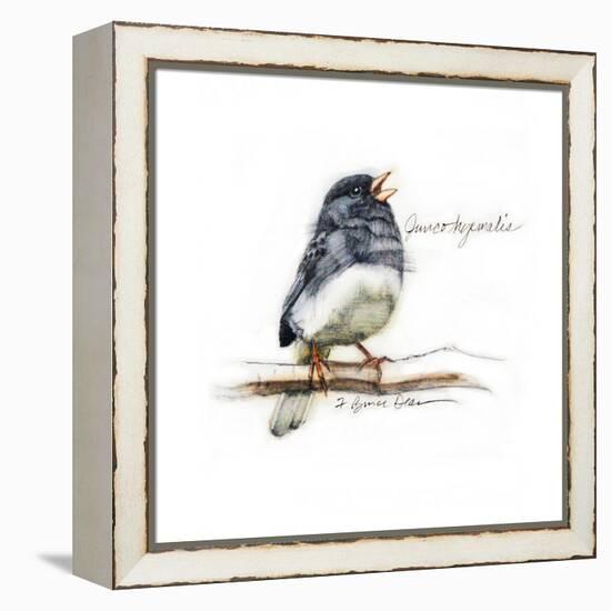 JUNCO #2-BRUCE DEAN-Framed Stretched Canvas