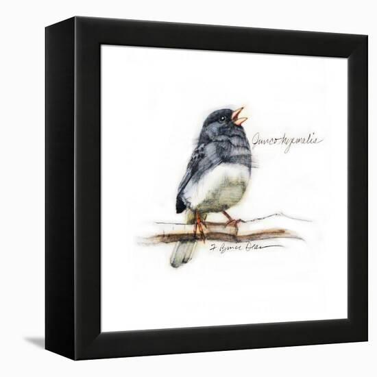 JUNCO #2-BRUCE DEAN-Framed Stretched Canvas