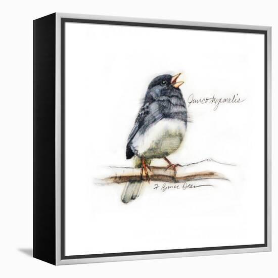 JUNCO #2-BRUCE DEAN-Framed Stretched Canvas