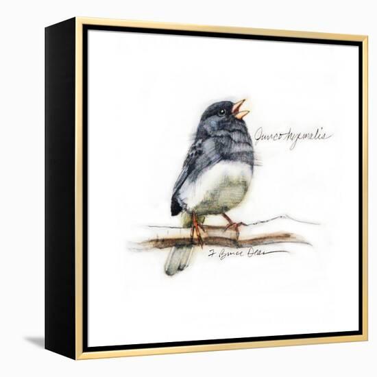 JUNCO #2-BRUCE DEAN-Framed Stretched Canvas