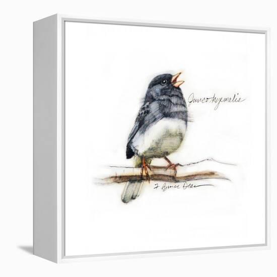 JUNCO #2-BRUCE DEAN-Framed Stretched Canvas