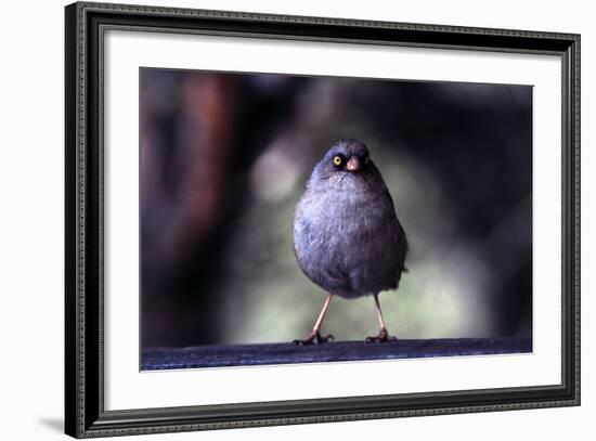 Junco-Steffen Foerster-Framed Photographic Print