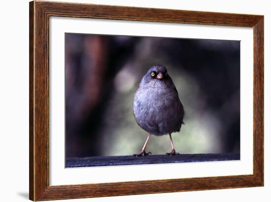 Junco-Steffen Foerster-Framed Photographic Print