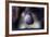 Junco-Steffen Foerster-Framed Photographic Print