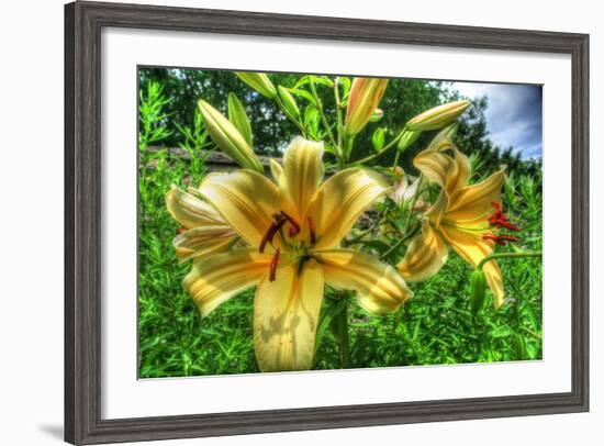 June Lilies-Robert Goldwitz-Framed Photographic Print