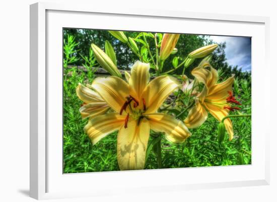 June Lilies-Robert Goldwitz-Framed Photographic Print