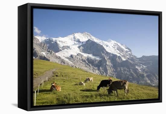 Jungfrau, Kleine Scheidegg, Bernese Oberland, Berne Canton, Switzerland, Europe-Angelo Cavalli-Framed Premier Image Canvas