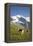 Jungfrau, Kleine Scheidegg, Bernese Oberland, Berne Canton, Switzerland, Europe-Angelo Cavalli-Framed Premier Image Canvas