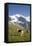 Jungfrau, Kleine Scheidegg, Bernese Oberland, Berne Canton, Switzerland, Europe-Angelo Cavalli-Framed Premier Image Canvas