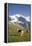 Jungfrau, Kleine Scheidegg, Bernese Oberland, Berne Canton, Switzerland, Europe-Angelo Cavalli-Framed Premier Image Canvas