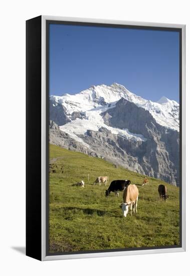 Jungfrau, Kleine Scheidegg, Bernese Oberland, Berne Canton, Switzerland, Europe-Angelo Cavalli-Framed Premier Image Canvas