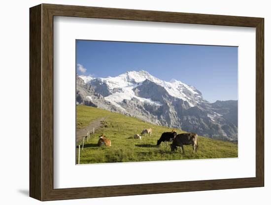 Jungfrau, Kleine Scheidegg, Bernese Oberland, Berne Canton, Switzerland, Europe-Angelo Cavalli-Framed Photographic Print