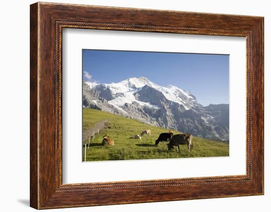 Jungfrau, Kleine Scheidegg, Bernese Oberland, Berne Canton, Switzerland, Europe-Angelo Cavalli-Framed Photographic Print