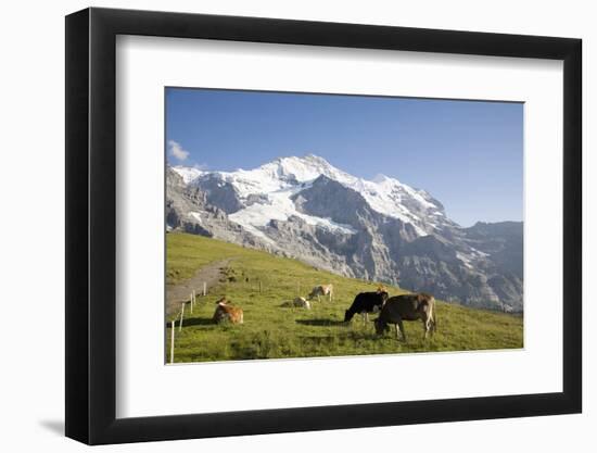 Jungfrau, Kleine Scheidegg, Bernese Oberland, Berne Canton, Switzerland, Europe-Angelo Cavalli-Framed Photographic Print