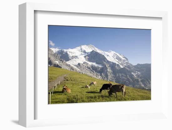 Jungfrau, Kleine Scheidegg, Bernese Oberland, Berne Canton, Switzerland, Europe-Angelo Cavalli-Framed Photographic Print