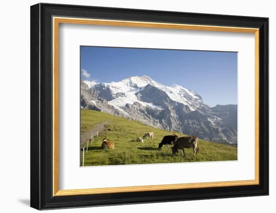 Jungfrau, Kleine Scheidegg, Bernese Oberland, Berne Canton, Switzerland, Europe-Angelo Cavalli-Framed Photographic Print