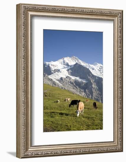 Jungfrau, Kleine Scheidegg, Bernese Oberland, Berne Canton, Switzerland, Europe-Angelo Cavalli-Framed Photographic Print