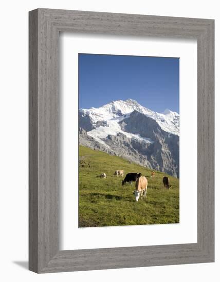 Jungfrau, Kleine Scheidegg, Bernese Oberland, Berne Canton, Switzerland, Europe-Angelo Cavalli-Framed Photographic Print