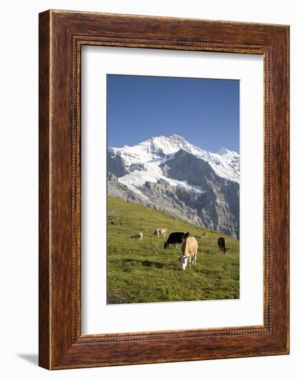 Jungfrau, Kleine Scheidegg, Bernese Oberland, Berne Canton, Switzerland, Europe-Angelo Cavalli-Framed Photographic Print