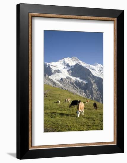 Jungfrau, Kleine Scheidegg, Bernese Oberland, Berne Canton, Switzerland, Europe-Angelo Cavalli-Framed Photographic Print