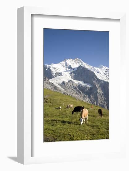 Jungfrau, Kleine Scheidegg, Bernese Oberland, Berne Canton, Switzerland, Europe-Angelo Cavalli-Framed Photographic Print