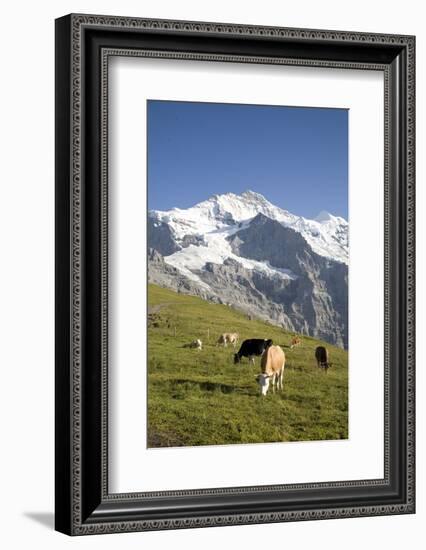 Jungfrau, Kleine Scheidegg, Bernese Oberland, Berne Canton, Switzerland, Europe-Angelo Cavalli-Framed Photographic Print