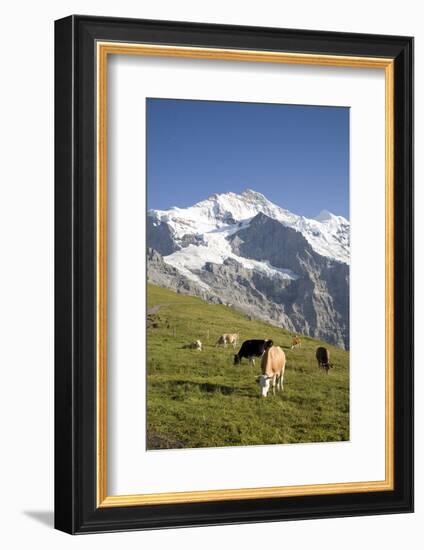 Jungfrau, Kleine Scheidegg, Bernese Oberland, Berne Canton, Switzerland, Europe-Angelo Cavalli-Framed Photographic Print