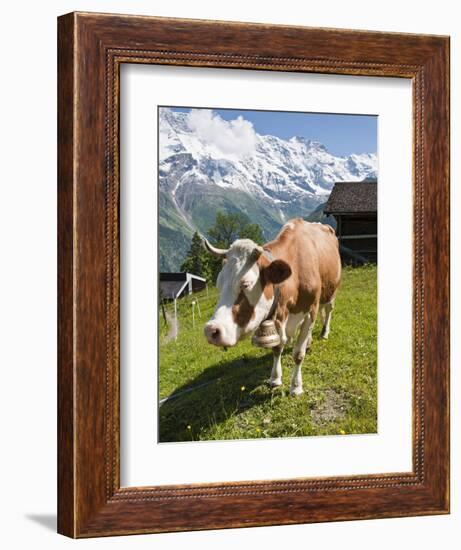 Jungfrau Massif and Cow Near Murren, Jungfrau Region, Switzerland, Europe-Michael DeFreitas-Framed Photographic Print