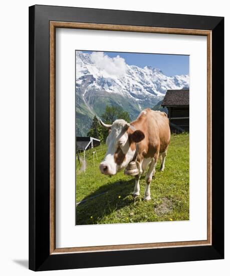 Jungfrau Massif and Cow Near Murren, Jungfrau Region, Switzerland, Europe-Michael DeFreitas-Framed Photographic Print