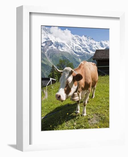 Jungfrau Massif and Cow Near Murren, Jungfrau Region, Switzerland, Europe-Michael DeFreitas-Framed Photographic Print