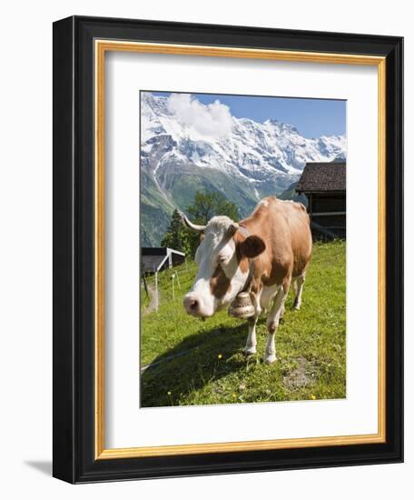 Jungfrau Massif and Cow Near Murren, Jungfrau Region, Switzerland, Europe-Michael DeFreitas-Framed Photographic Print